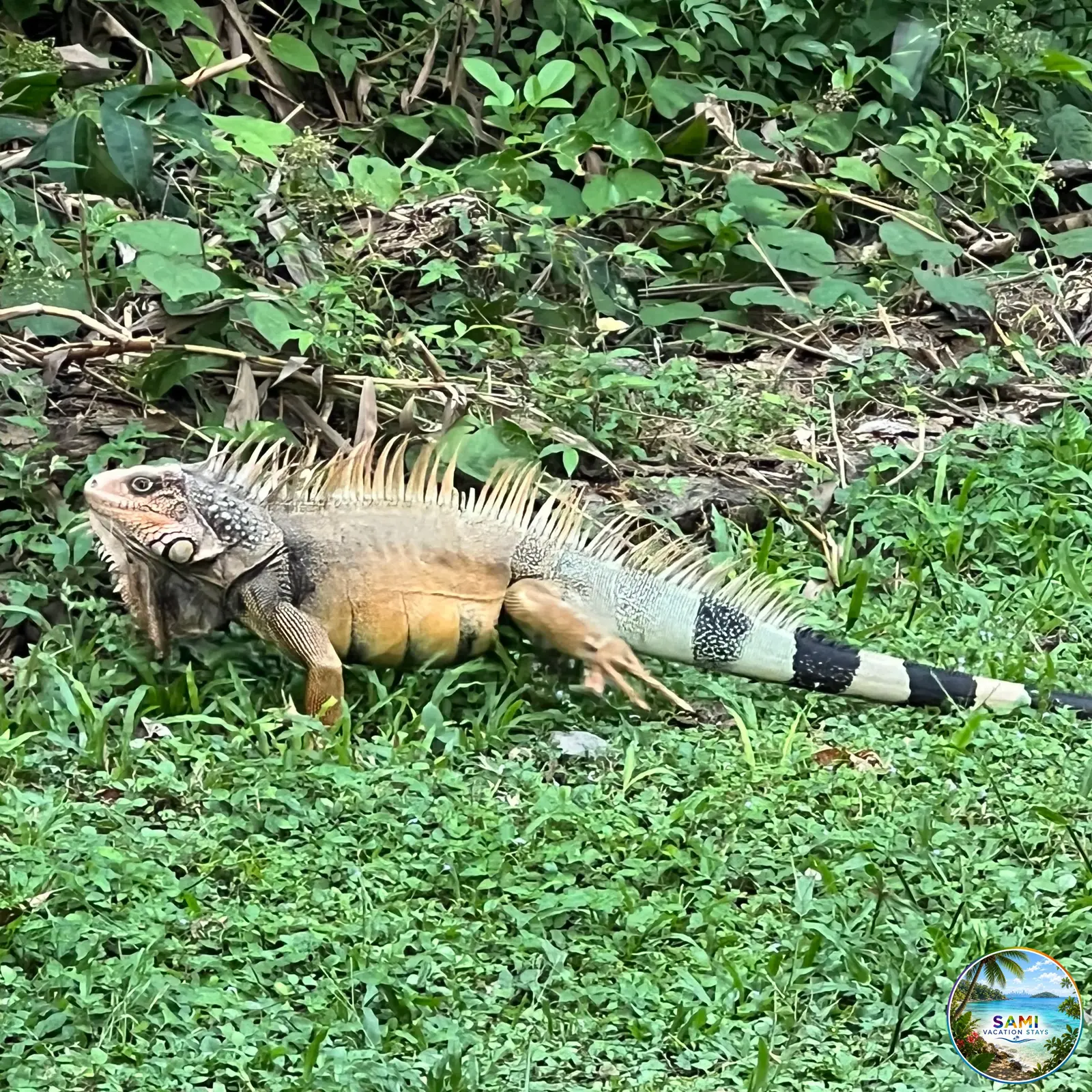 Iguana wildlife in Panama