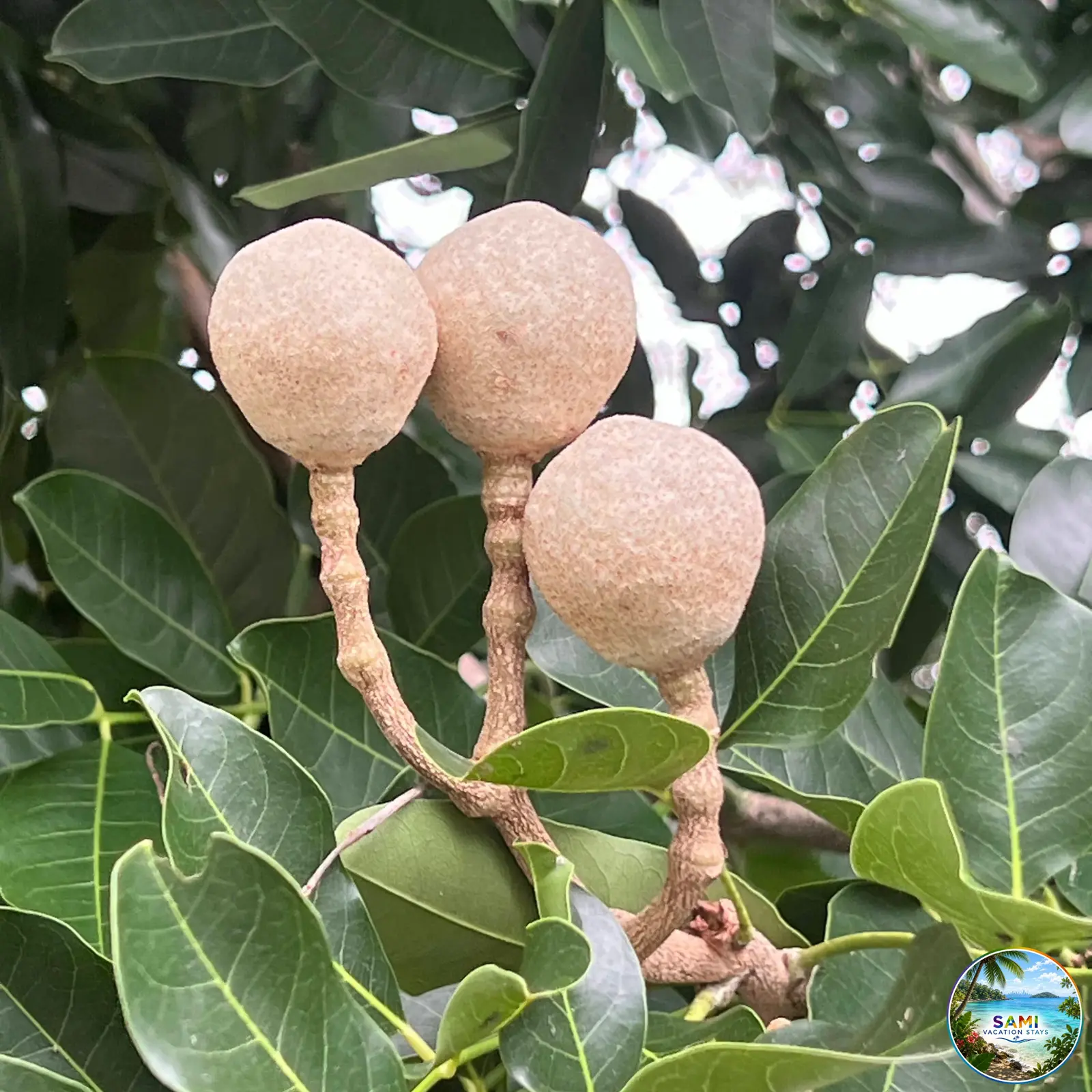 Tropical fruit hanging from a tree